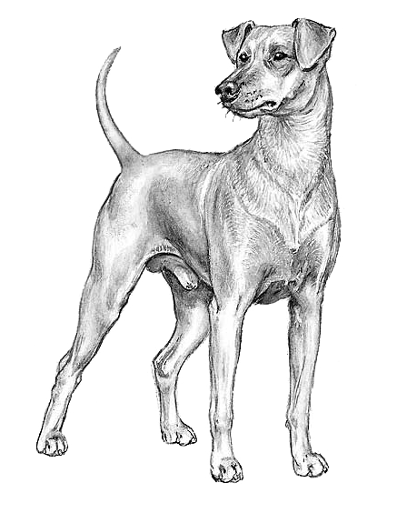 pinscher184.thumb.png.fc71b5b857ec1630e2