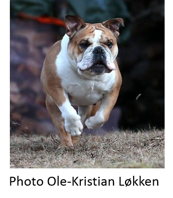 running_bulldog_small.jpg.thumb.png.7b9a