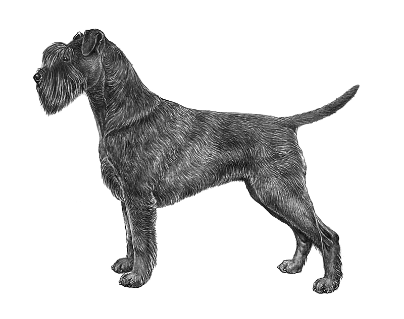 schnauzer800.thumb.png.e8e3eddb512f24774