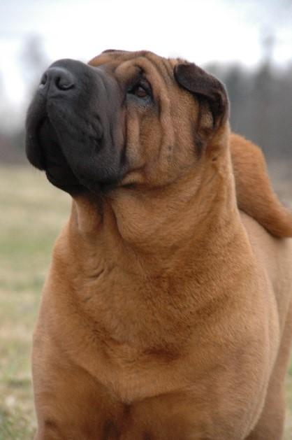 sharpeiblogpostimage.jpg