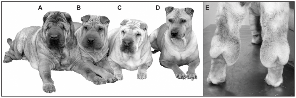 sharpeiblogpostimage2.thumb.png.3dc0745c