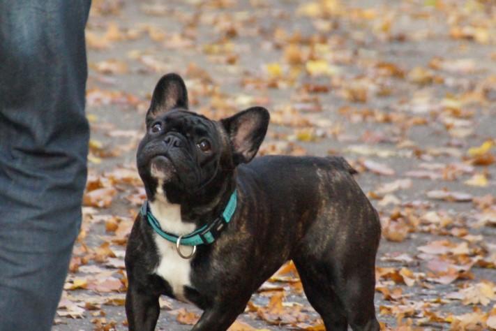 German_French_Bulldog.thumb.jpg.fcd6cc64