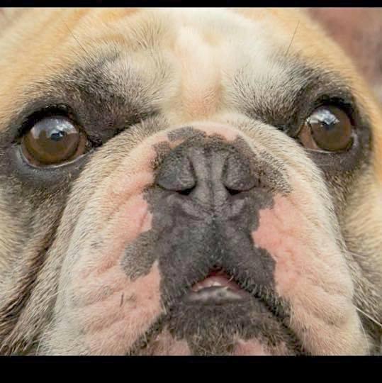 gold test frenchie 1.jpg