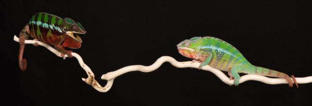 opposing_views.thumb.jpg.98ec69b409f6f04