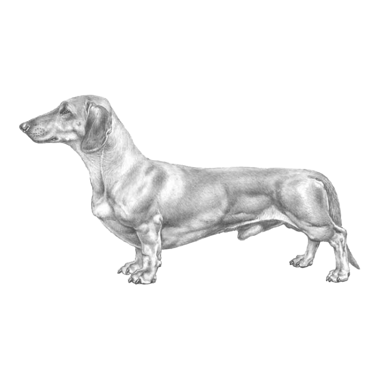 dachshund-800x800-fci148.png.96a4727c502