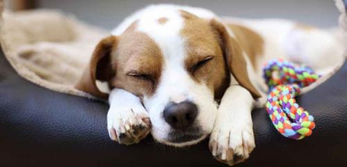 More information about "Review and Recommendations for Developing an Effective England-wide Strategy for Dogs"