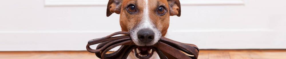 dog-with-leash-banner.thumb.jpg.6a5c4988