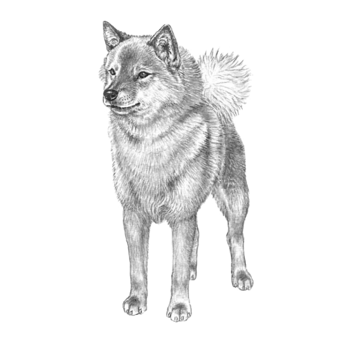 More information about "Summary of the Breed-Specific Breeding Program (JTO)  Finnish Spitz -- 2016-2020"