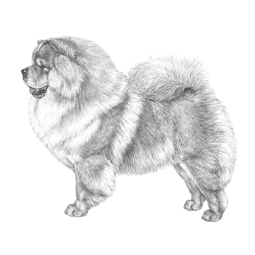 More information about "Chow Chow Swedish RAS (English Summary)"