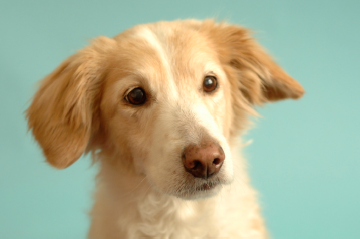 More information about "Independent Inquiry into Dog Breeding (2010) -- Patrick Bateson"