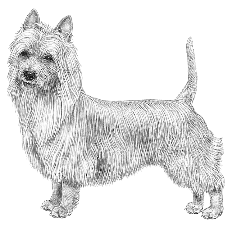 australian-terrier-800x800-fci008.png