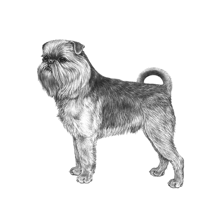 brussels-griffon-800x800-fci80.png