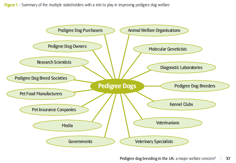 rspcareport-stakeholders.png