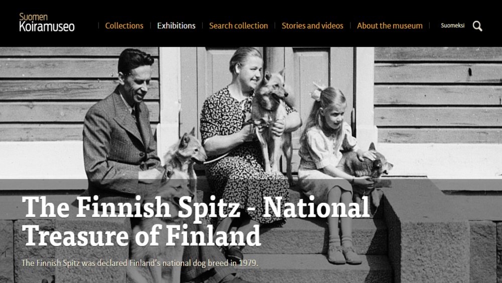 Finnish spitz in online museum2.png