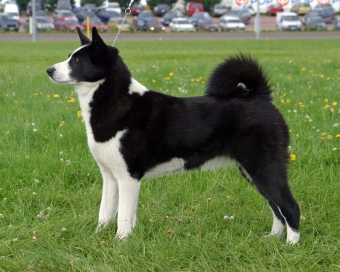 Native Breeds Finland Karelian Bear Dog.jpg