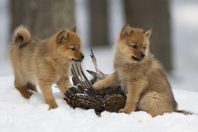 Native Breeds Finnish Spitz.jpg
