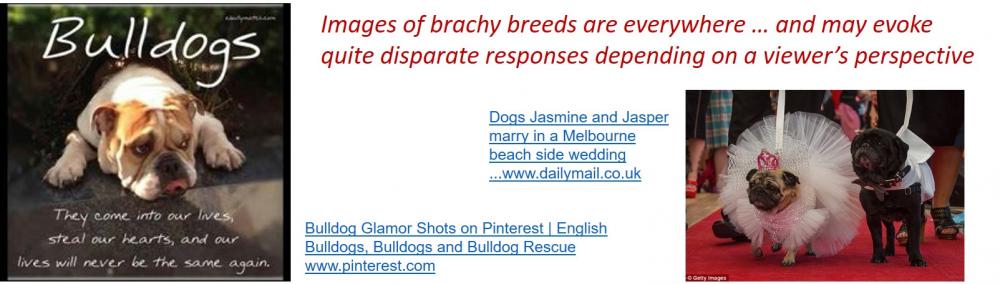 bulldog sentiment2.jpg