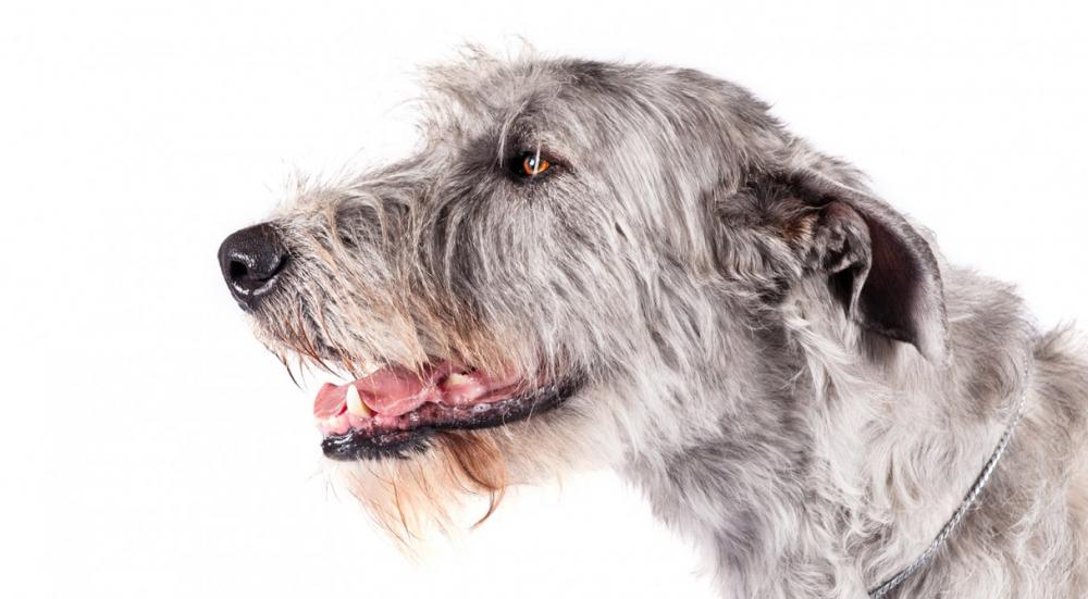 IrishWolfhound_hero.jpg