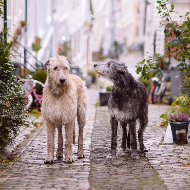 iwdb-irish-wolfhound-database.jpg