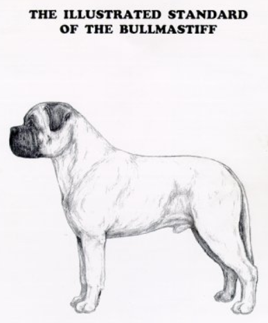bullmastiffstudyguide.png