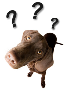 dog-question.jpg