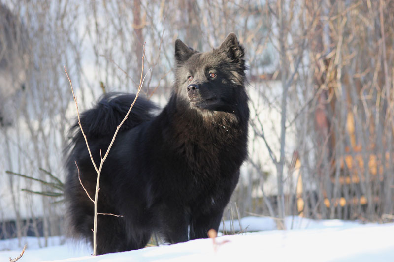 lapphund_005.jpg