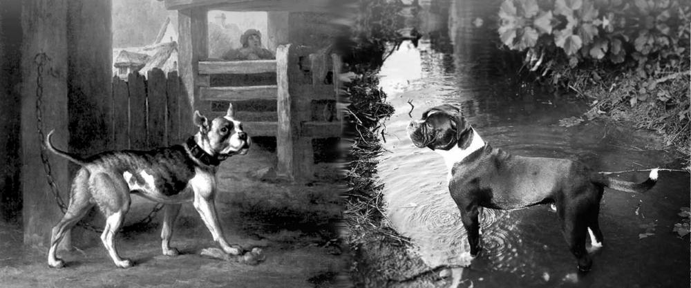 slider-leavitt-bulldog-historien.jpg