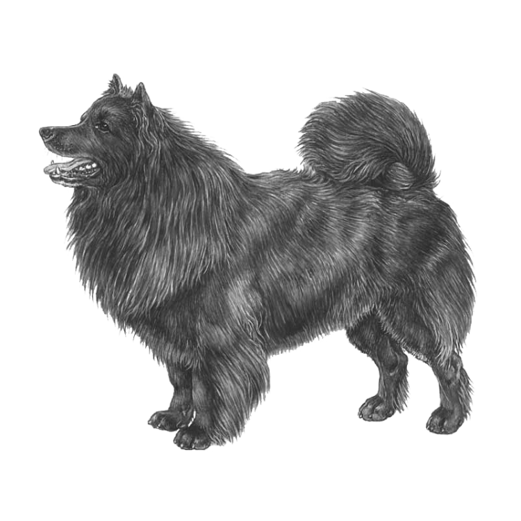 swedish-lapphund-800x800-fci135.png