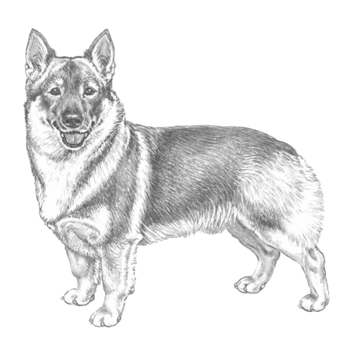 More information about "Swedish Vallhund RAS"