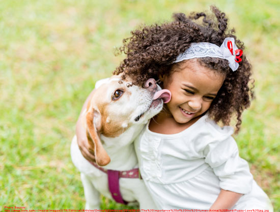 Puppy-Love-jpg-kelly.png