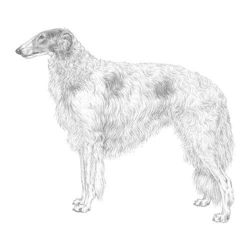 More information about "Borzoi RAS (Breeding Strategy) 2016 - English Summary"