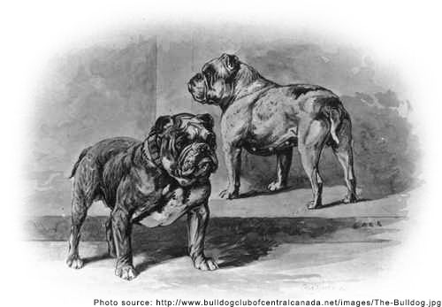 bulldogpast.jpg