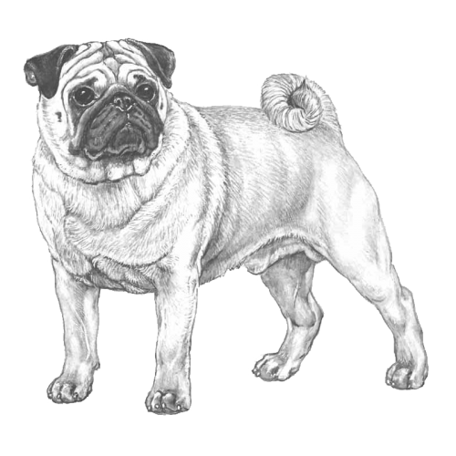 More information about "Pug JTO (Finland - breeding strategy) English Summary"