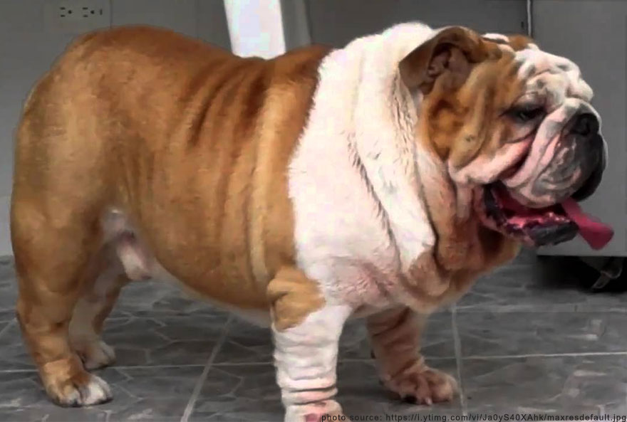 todaybulldog.jpg