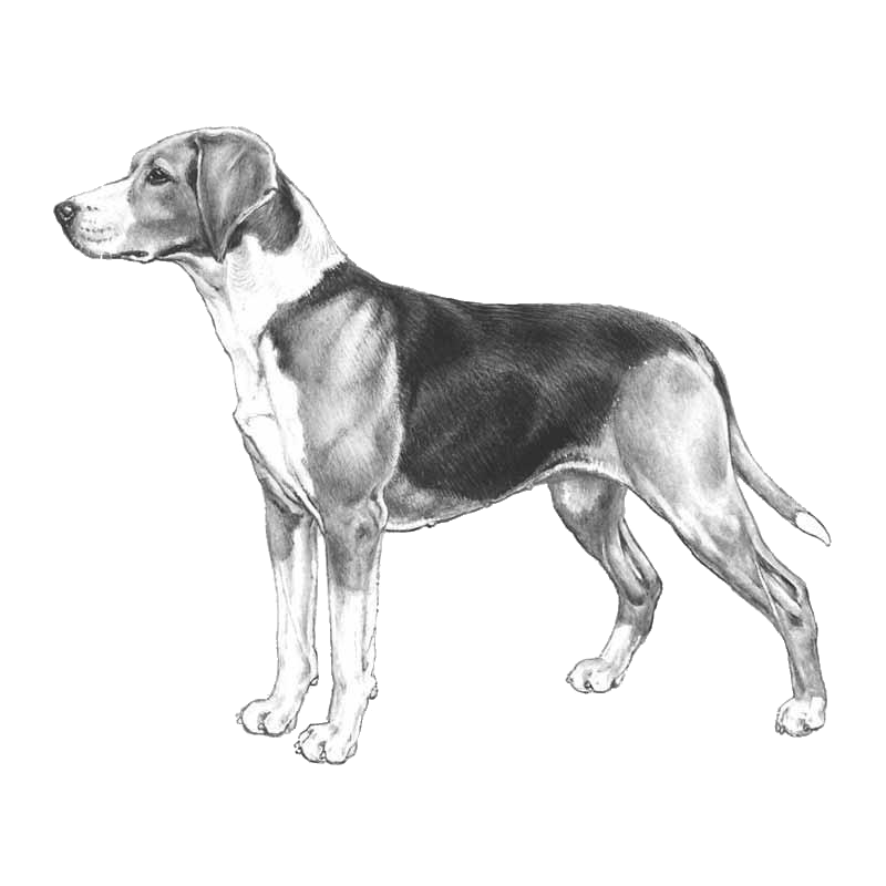 Hamilton Hound - Pedigreed Breeds - DogWellNet.com