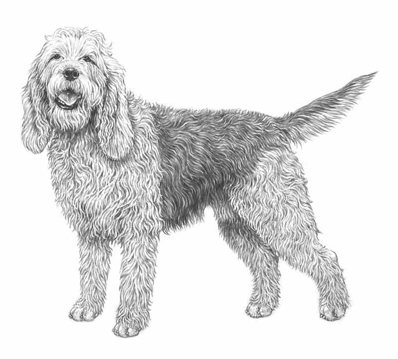 otterhound.jpg