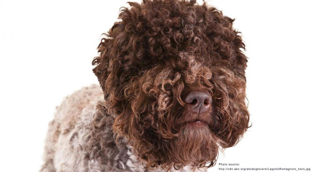 LagottoRomagnolo_hero.jpg