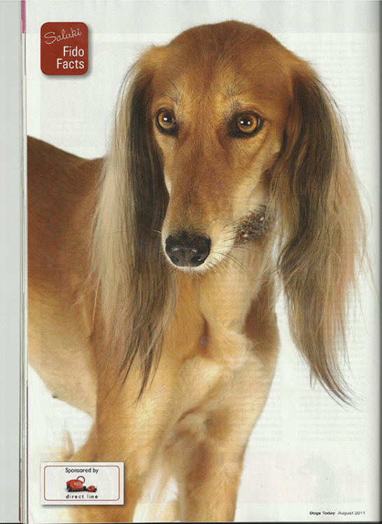Salukis---Dogs-Todaycover.png
