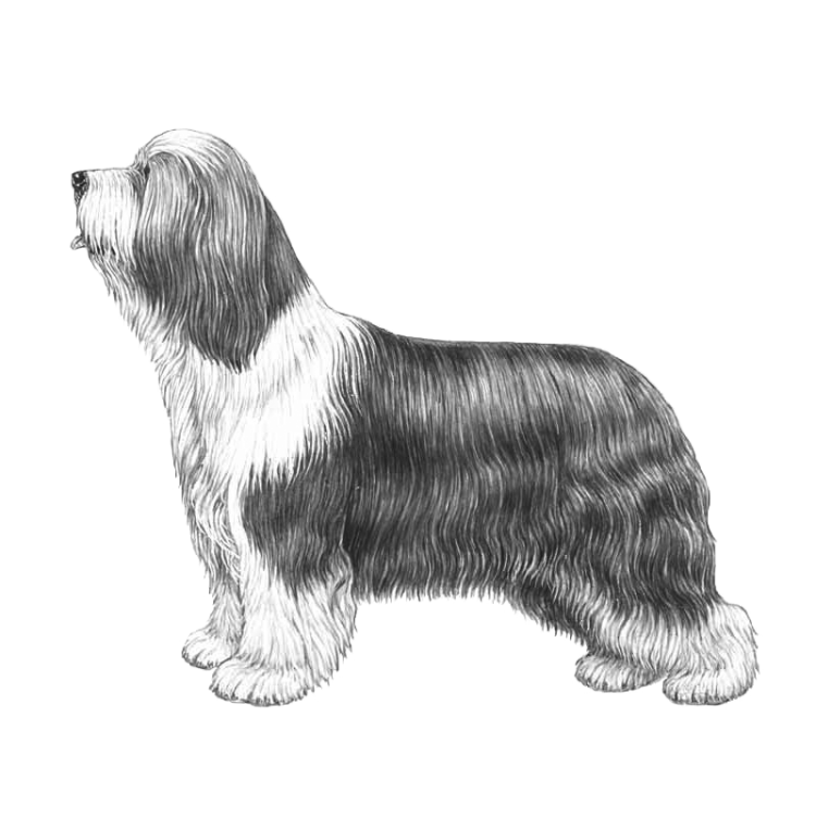 bearded-collie-800x800-fci271.png