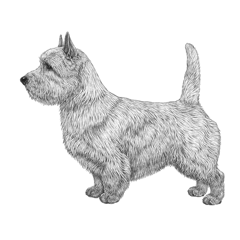 Norwich Terrier - Pedigreed Breeds - DogWellNet.com