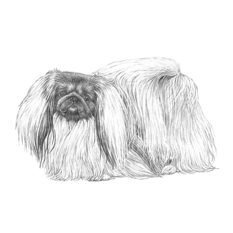 pekingese-800x800-fci207.png