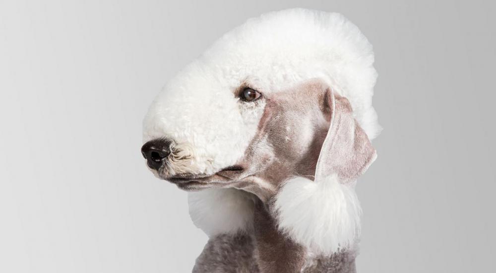 BedlingtonTerrier_hero.jpg