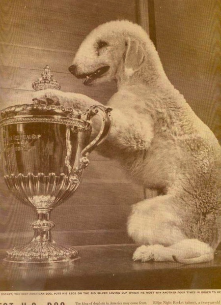 One_of_the_Greats-Bedlington_WESTMINSTER.jpg