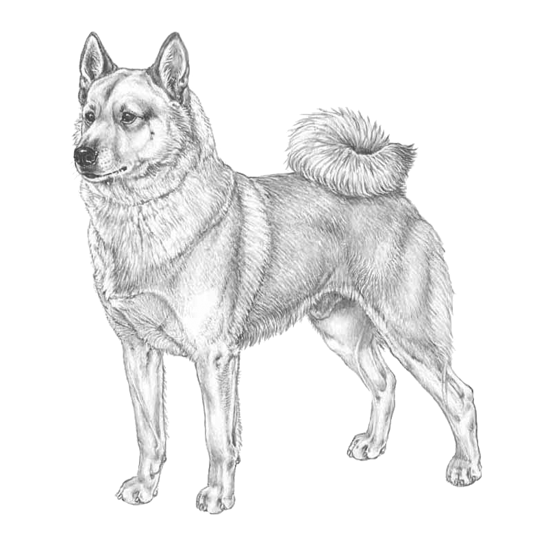 Породы собак нарисовать. Норвежский элкхаунд. Собака рисунок. Собака рисунок карандашом. Лайка.