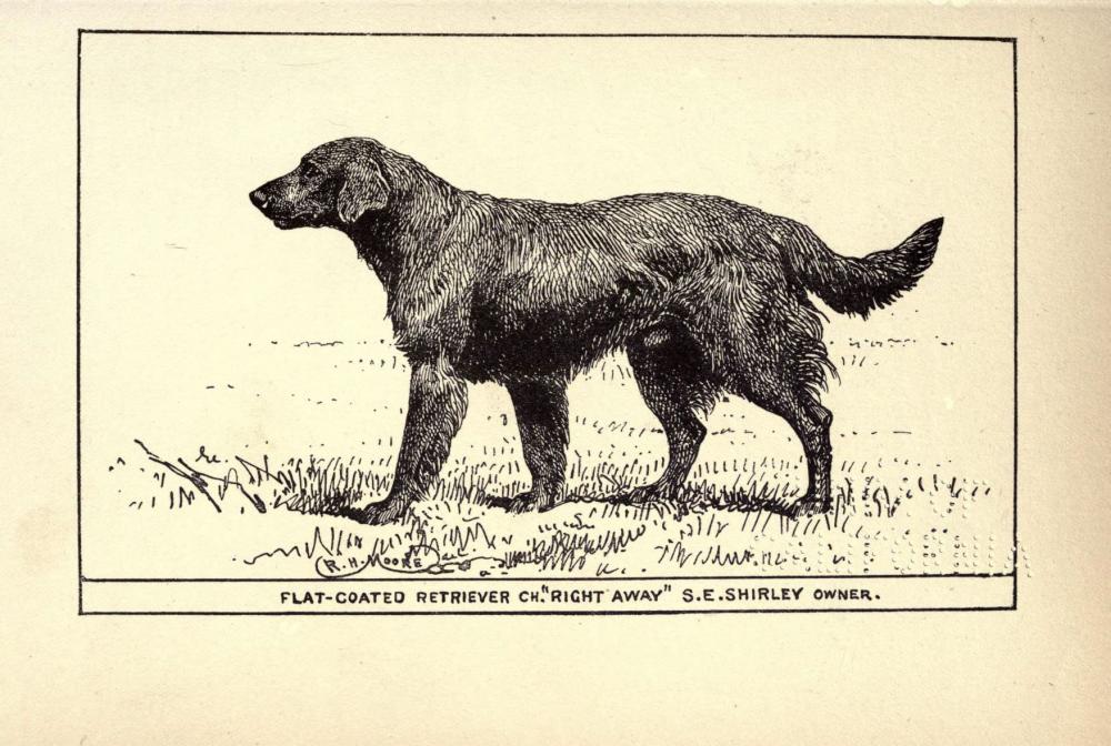 Flat-Coated_Retriever_BDL.jpg