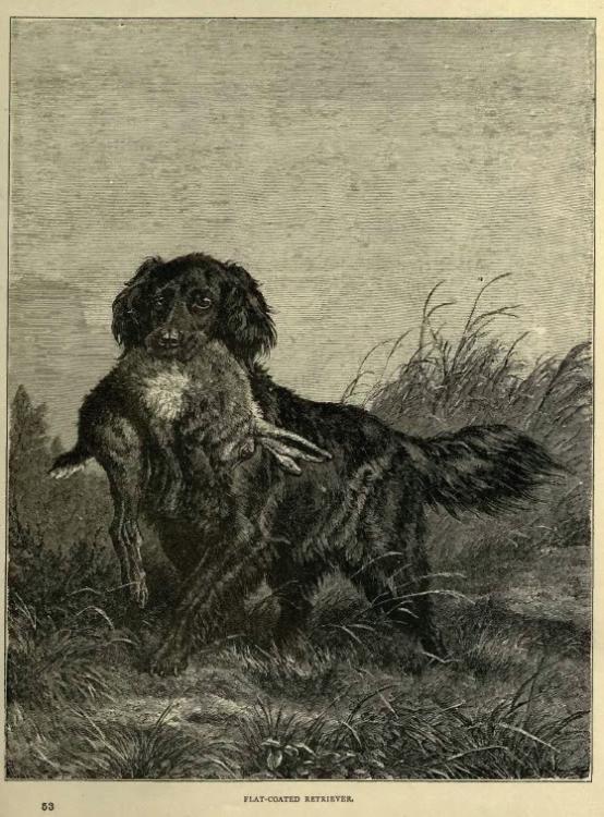 Flat-Coated_Retriever_in_1881.jpg