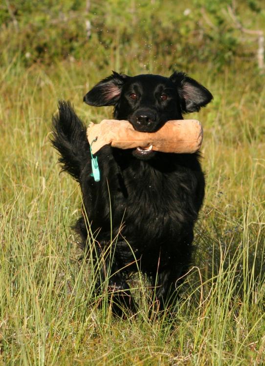 Flat_Coated_Retriever_retrieving.jpg