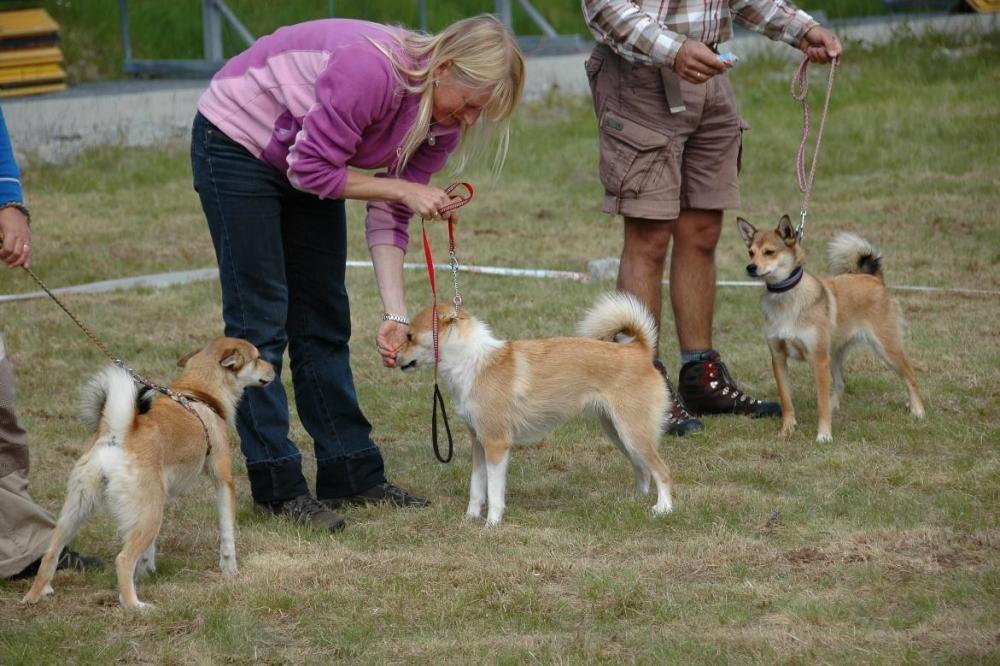 F1-females at the annual show July 2015 Ruska Hekla and Pippi Photographer Odd Reidar Gautun.jpg