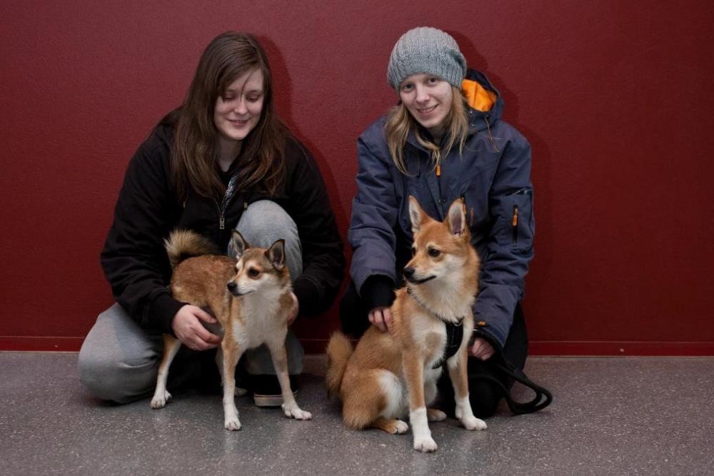 Norwegian Lundehund female Shensi left and Norwegian Lundehund x Buhund cross Banzai right. Photographer Jørn Olav Løkken.jpg