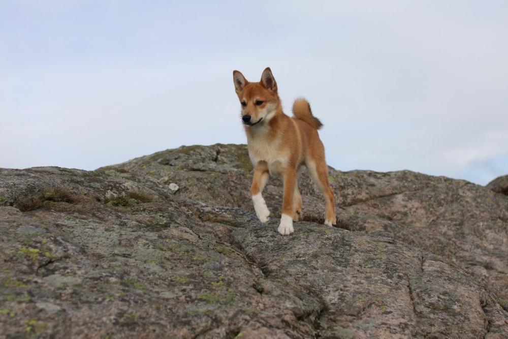 Balder is a handsome F1-male from a Norwegian Lundehund x Buhund cross Photographer Pål Berg.jpg